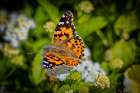 USA, Colorado, Fort Collins. Painted lady butterfly on flower. Art Print